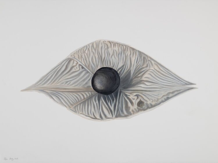 Cardiospermum grandiflorum, 56 x 77 cm, watercolour on paper, 2025