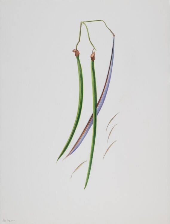 Catalpa bignonioides, 7 x 56 cm, watercolour on paper, 2024