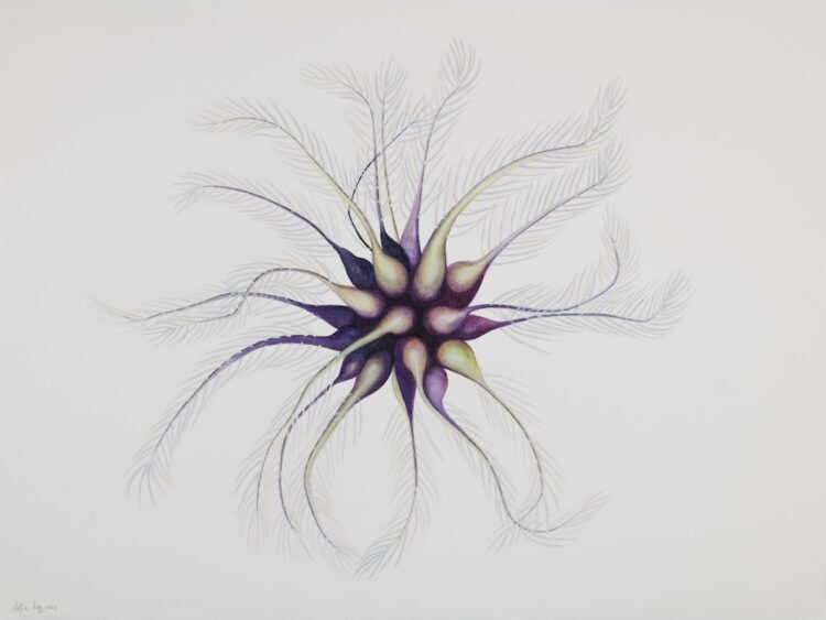 Clematis tangutica, 56 x 77 cm, watercolour on paper, 2024