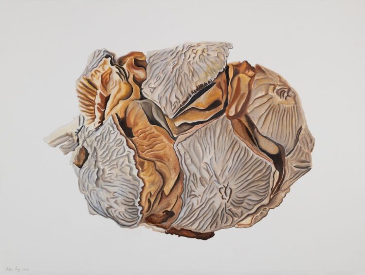 Cupressus sempervirens, 56 x 77 cm, watercolour on paper, 2024