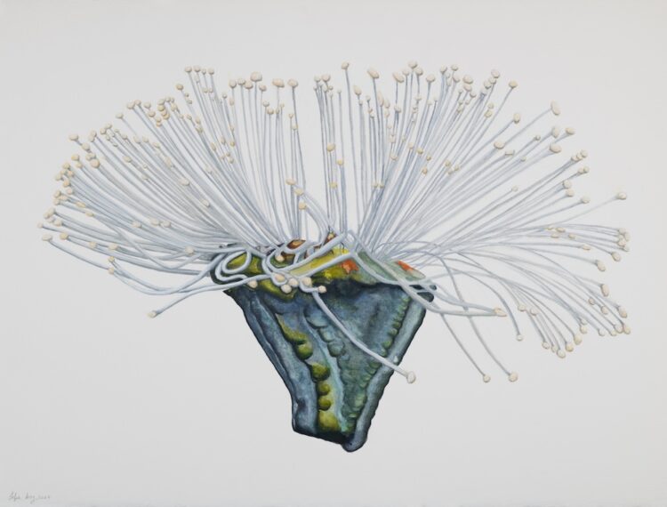 Eucalyptus viminalis Labill., 56 x 77 cm, watercolour on paper, 2024