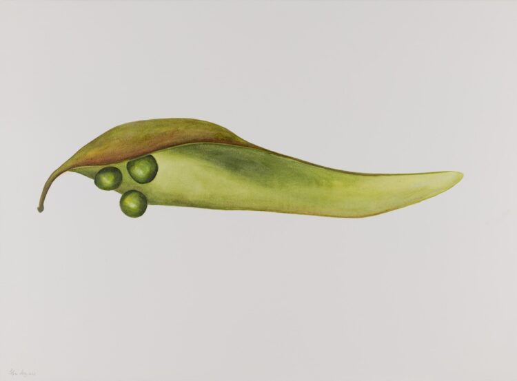 Firmiana, 56 x 77 cm, watercolour on paper, 2025