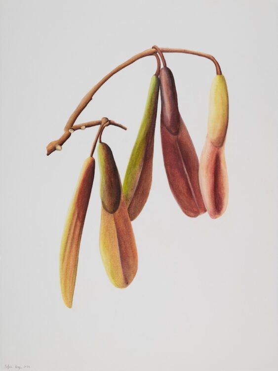 Fraxinus caroliniana, 77 x 56 cm, watercolour on paper, 2024