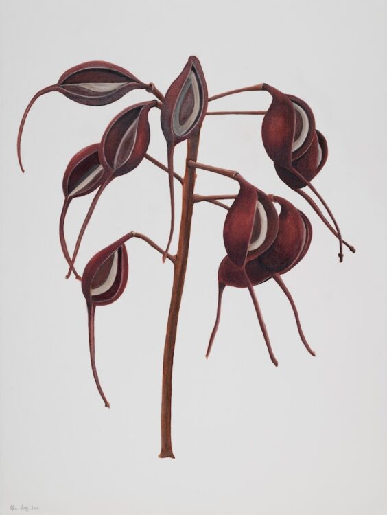 Grevillea robusta, 77 x 56 cm, watercolour on paper, 2025