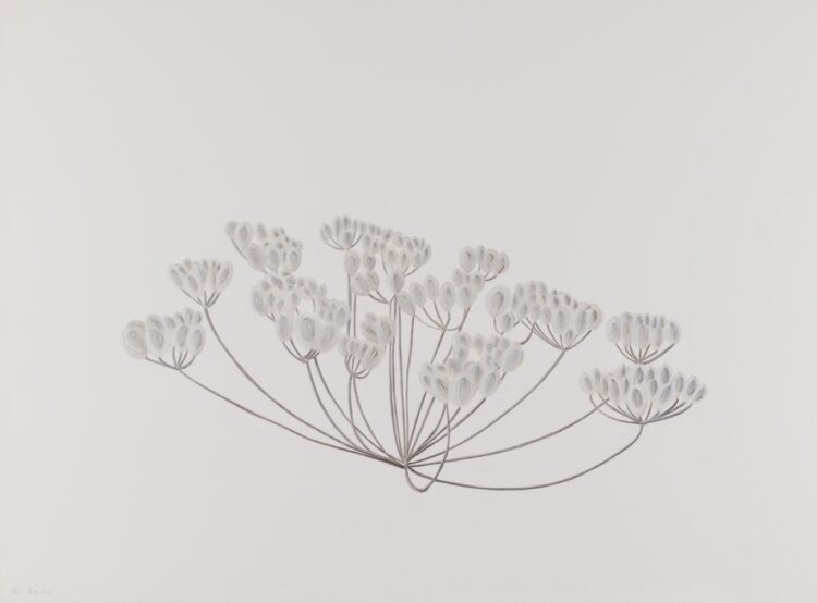 Laserpitium latifolium L., 2025