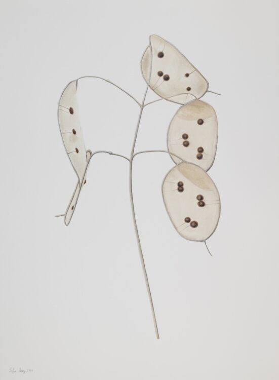 Lunaria annua, 76 x 56 cm, watercolour on paper, 2025
