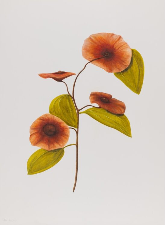 Paliurus spina-christi, 77 x 56 cm, watercolour on paper, 2025