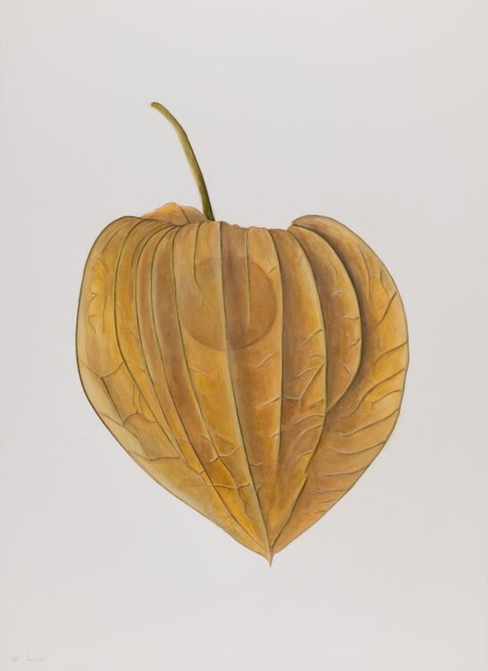 Physalis peruviana, 77 x 56 cm, watercolour on paper, 2025