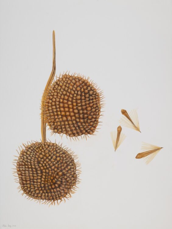 Platanus, 77 x 56 cm, watercolour on paper, 2024