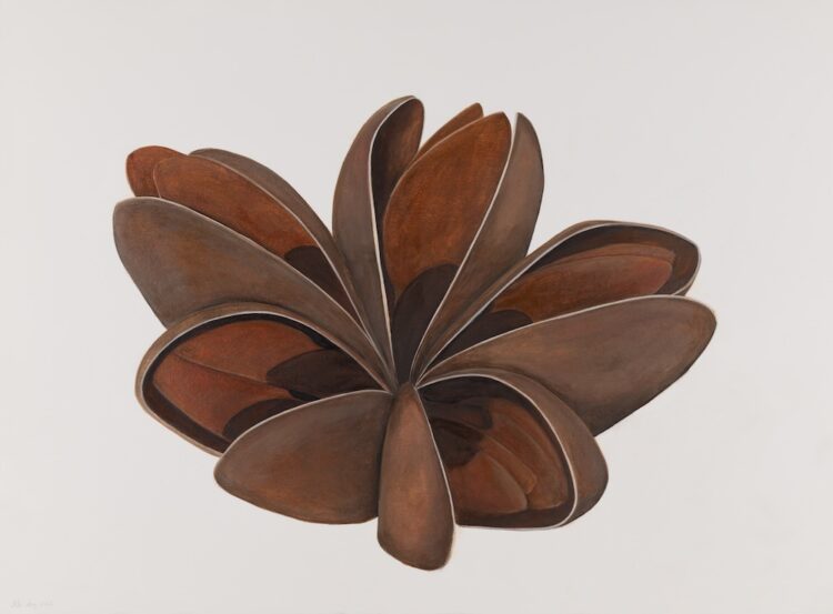 Quillaja, 56 x 77 cm, watercolour on paper, 2025