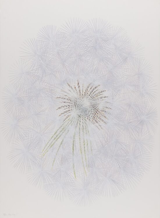 Taraxacum officinale, 77 x 56 cm, watercolour on paper, 2025