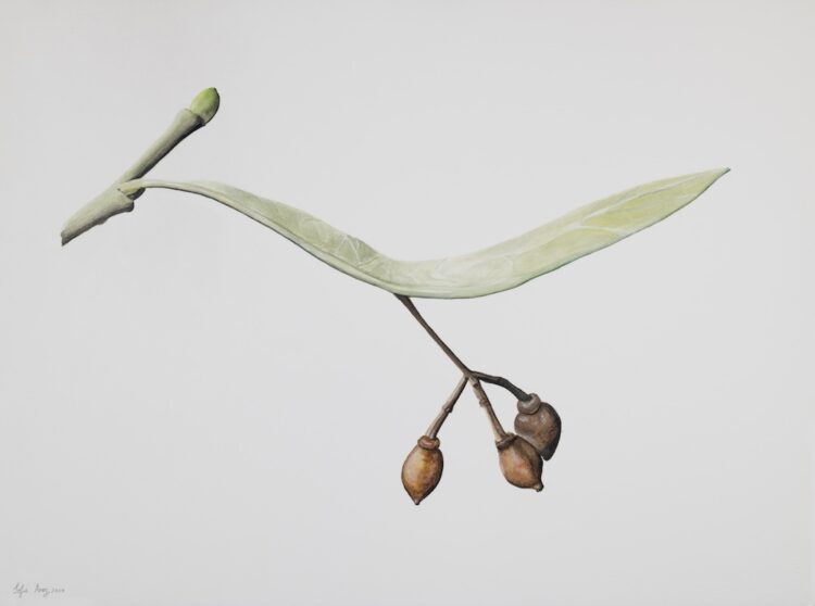 Tilia europaea, 56 x 77 cm, watercolour on paper, 2024