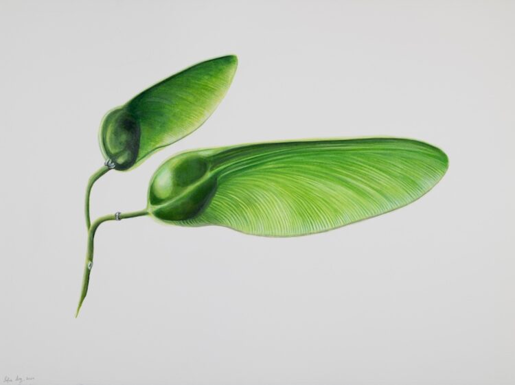 Tipuana tipu, 56 x 77 cm, watercolour on paper, 2024